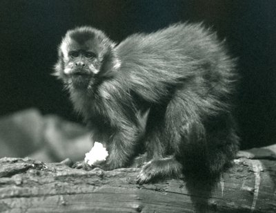 Ein Brauner oder Büschelkappuziner im Londoner Zoo, Juli 1914 von Frederick William Bond